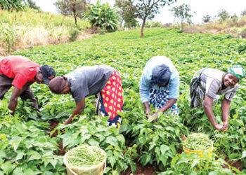 Delta commences statewide verification exercise of farmers
