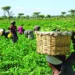 Enugu trains 100 farmers on climate smart agriculture