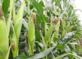 Nigeria to release guidelines on biofortified maize to tackle malnutrition