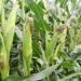 Nigeria to release guidelines on biofortified maize to tackle malnutrition