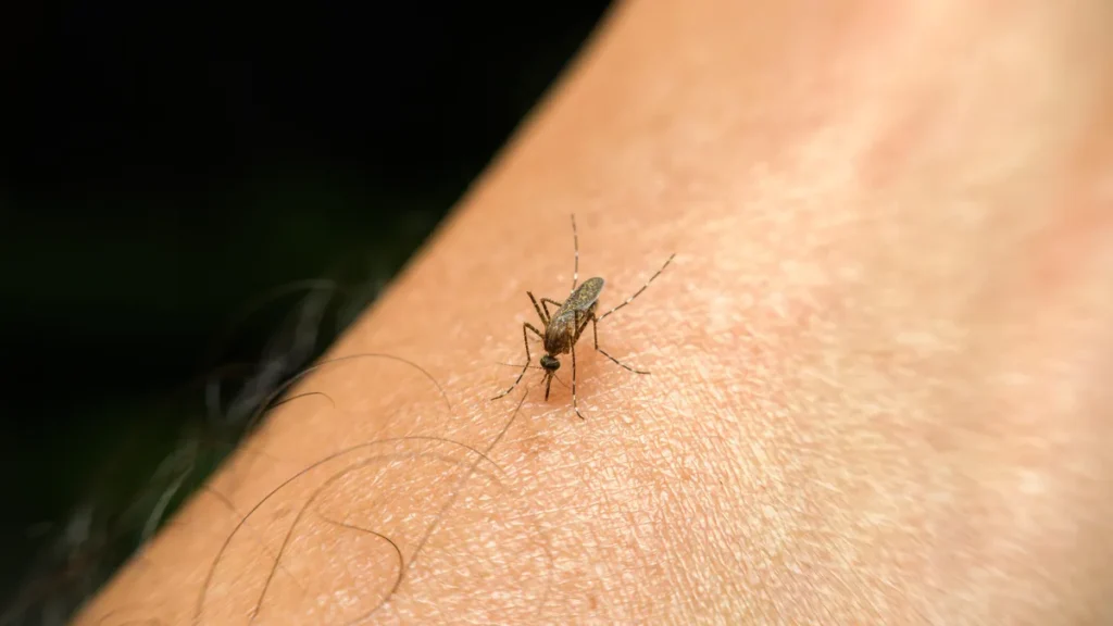 Malaria is caused by mosquitoes breeding in dirty environment not by witchcraft, says commissioner