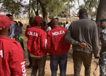 NDLEA detains 22 suspects, recovers illicit drugs, weapons in Kano