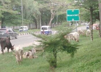 Calabar residents raise alarm over open grazing by herdsmen