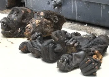 Massive Wildlife Smuggling Bust: Nigerian Customs seizes shocking haul at Calabar border