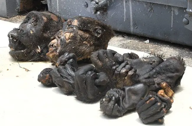 Massive Wildlife Smuggling Bust: Nigerian Customs seizes shocking haul at Calabar border
