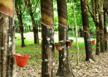 Cross River Government secures ownership of defunct Rubber Estates to boost economic