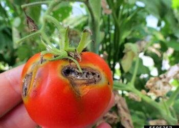 Nigeria loses N1.3bn to tomato Ebola in 3 states - Minister