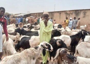 Eid-el-Kabir 2025: Ram prices Crash at Mai’adua Market amid Niger Republic livestock ban