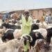 Eid-el-Kabir 2025: Ram prices Crash at Mai’adua Market amid Niger Republic livestock ban