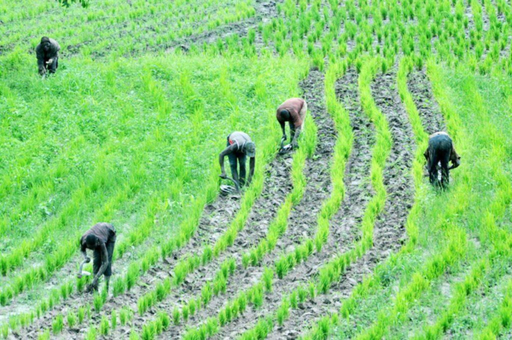 Stakeholders declare National Digital Farmers Registry key to revolutionizing Nigeria’s food system