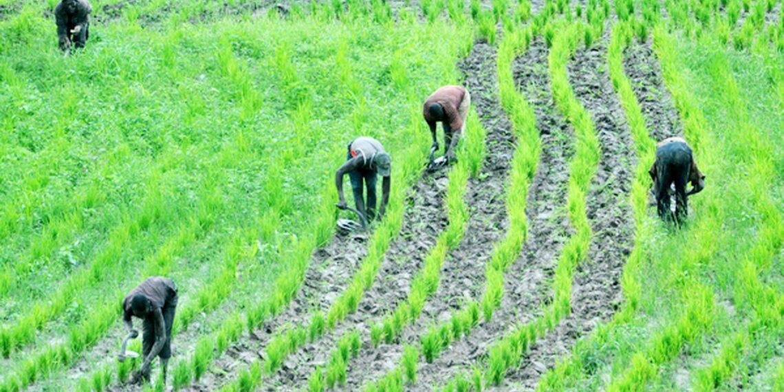 Stakeholders declare National Digital Farmers Registry key to revolutionizing Nigeria’s food system