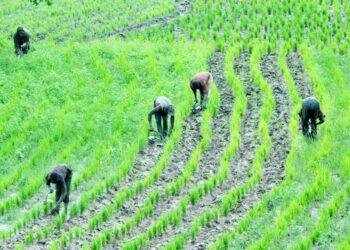 Stakeholders declare National Digital Farmers Registry key to revolutionizing Nigeria’s food system