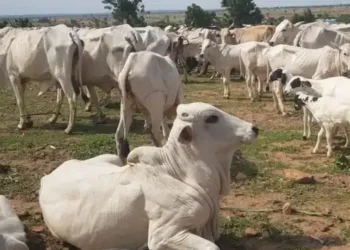World Bank Livestock Project in Taraba