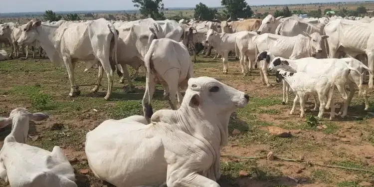 World Bank Livestock Project in Taraba