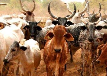 Inuwa Yahaya, Minister of Livestock Development, Idi Mukhtar Maiha, Emir of Gombe, Abubakar Shehu Abubakar, National President of Miyetti Allah Cattle Breeders Association of Nigeria