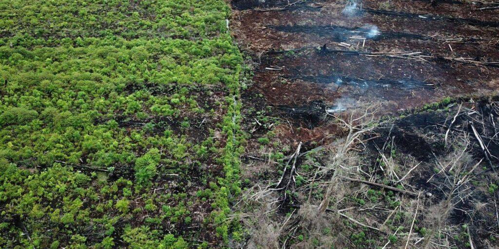 Cross River to face total deforestation in 10 years- Group warns
