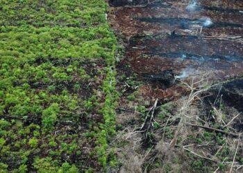 Cross River to face total deforestation in 10 years- Group warns
