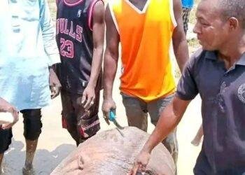 Locals kill hippo after deadly attacks on Adamawa communities