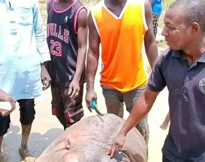 Locals kill hippo after deadly attacks on Adamawa communities