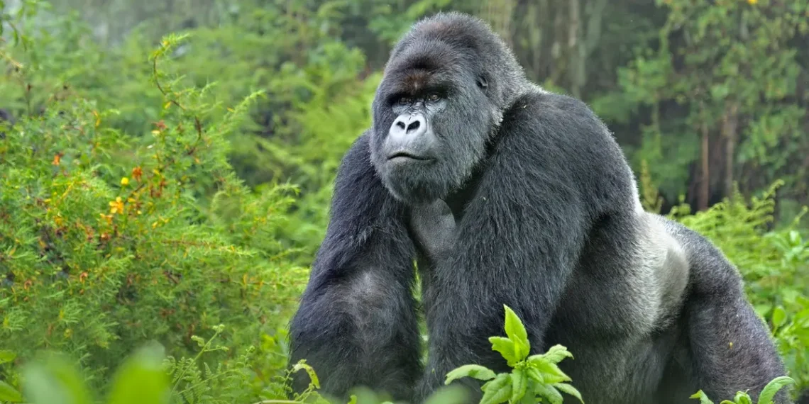 Wildlife conservationist confirms sighting of gorilla, elephants in Cross River