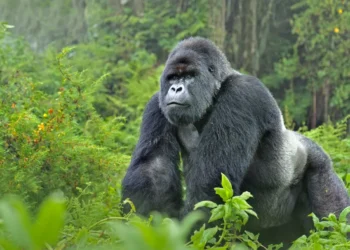 Wildlife conservationist confirms sighting of gorilla, elephants in Cross River
