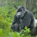 Wildlife conservationist confirms sighting of gorilla, elephants in Cross River