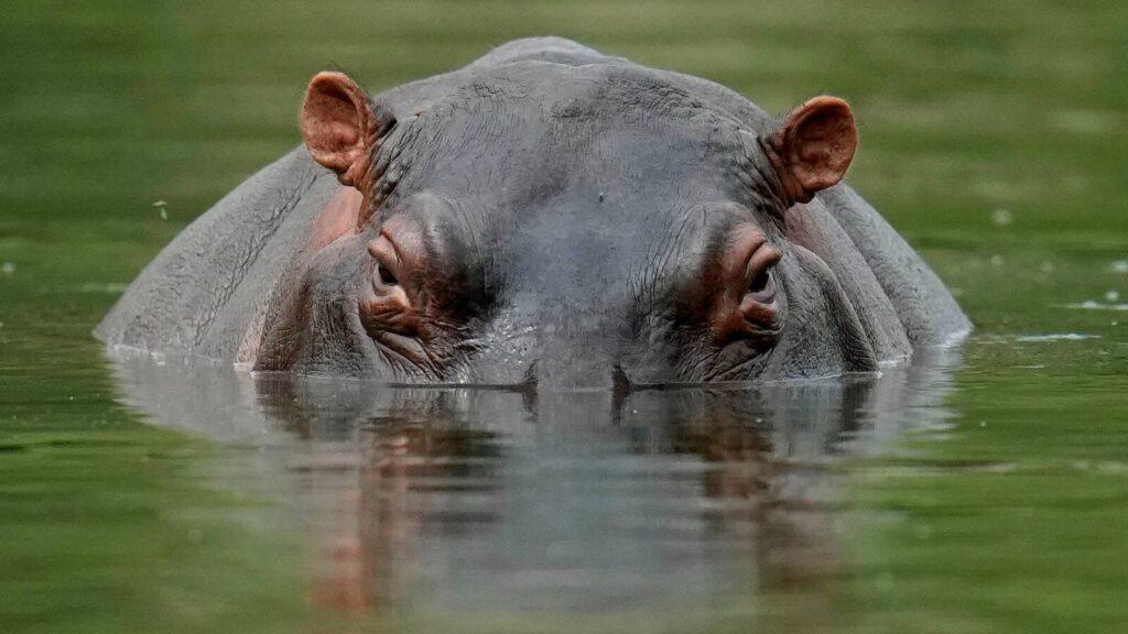 Hippopotamuses attack leaves one person dead, others injured in Adamawa