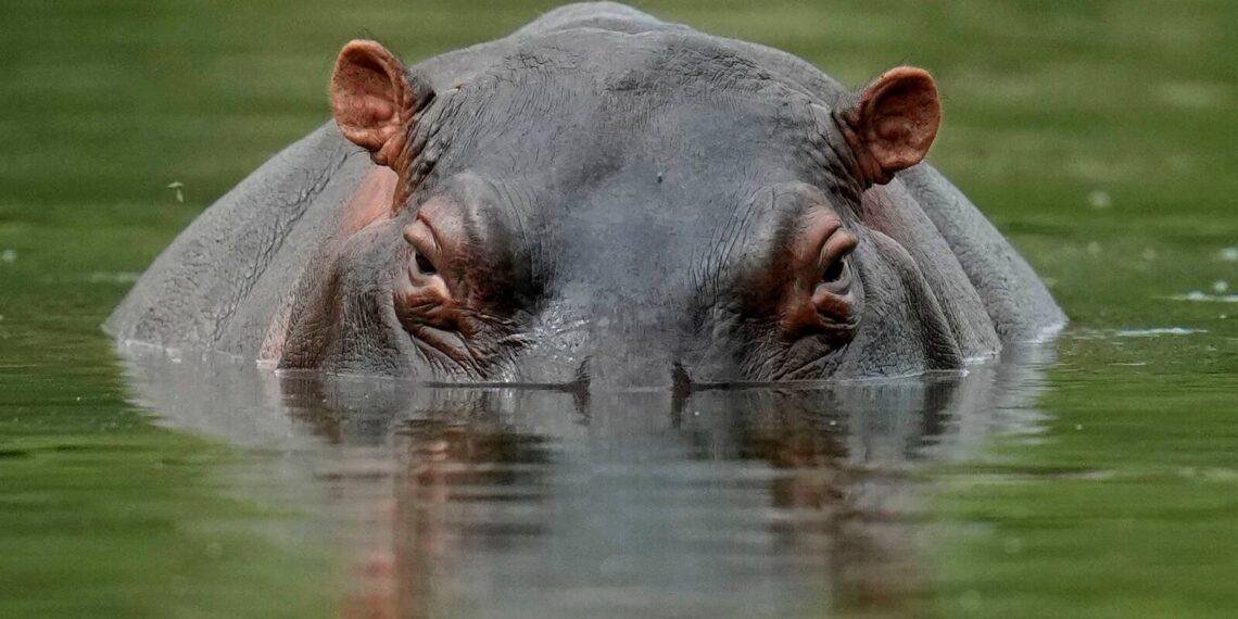 Hippopotamuses attack leaves one person dead, others injured in Adamawa