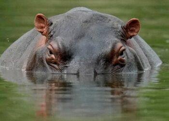 Hippopotamuses attack leaves one person dead, others injured in Adamawa