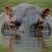 Hippopotamuses attack leaves one person dead, others injured in Adamawa