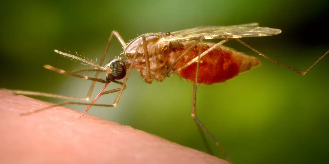 Outbreak of mosquito-borne Chikungunya virus spreads panic in China