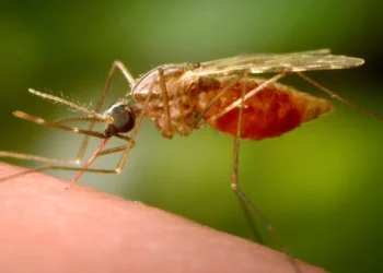 Outbreak of mosquito-borne Chikungunya virus spreads panic in China