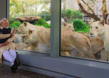 Vast private zoo run by son of India's richest man faces inquiry