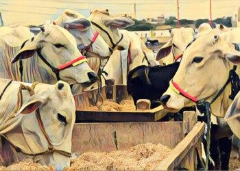 National Assembly faults FG over funding gaps in livestock ministry