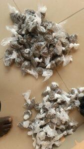 NSCDC apprehends suspected drug dealer, burglar in Kano
