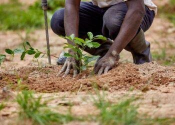 NGO moves to mobilize 560, 000 youths for tree planting in Ogoni