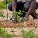 NGO moves to mobilize 560, 000 youths for tree planting in Ogoni