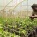 50 Kano women gain BCAI's training in climate-smart agriculture