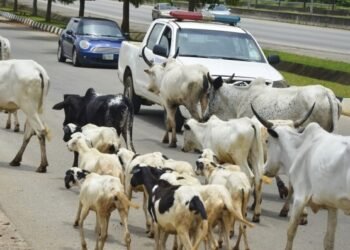 FG announces plans to end open grazing in Abuja