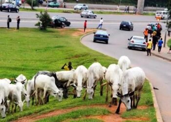 Presidency dialogues with MACBAN leaders to keep cows off Abuja streets