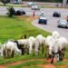 Presidency dialogues with MACBAN leaders to keep cows off Abuja streets