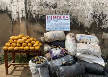 NDLEA arrests 2 suspects, recovers 112kg of cannabis in Kano