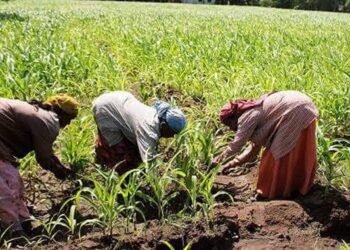 NGO educates women farmers on budget processes in Niger