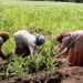 NGO educates women farmers on budget processes in Niger