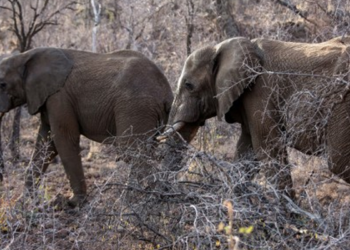 Nigeria, WJC sign agreement on wildlife protection