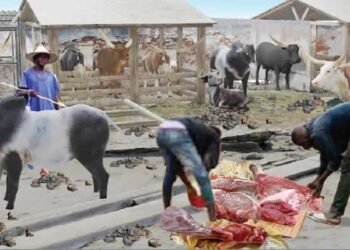 Buchers in Ozoro lament state of abattoir, accuse Isoko North LG boss of neglect