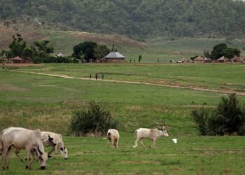 FG, Katsina partner to convert 123,000 hectares of grazing land into modern Ranches