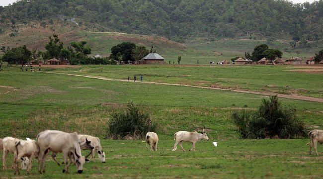 FG, Katsina partner to convert 123,000 hectares of grazing land into modern Ranches