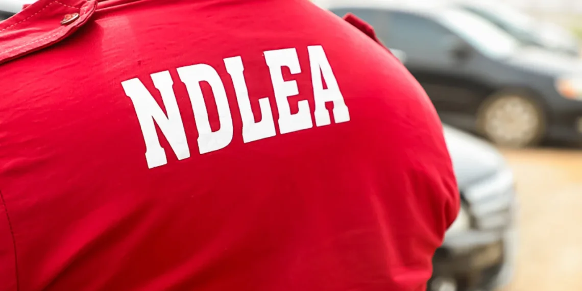 NDLEA arrests 58 seizes over 570kg of illicit drugs in Adamawa