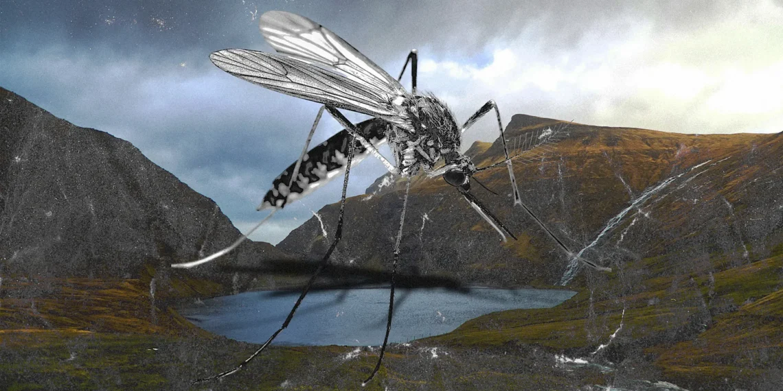 Mosquitoes found in Iceland for first time after record heat